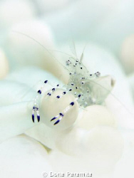 anemone shrimp in white by Dona Paramita 